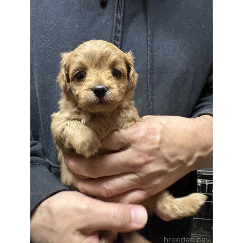 販売中の兵庫県のミックス犬-450679の5枚目