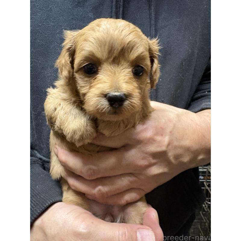 販売中の兵庫県のミックス犬-450679の4枚目