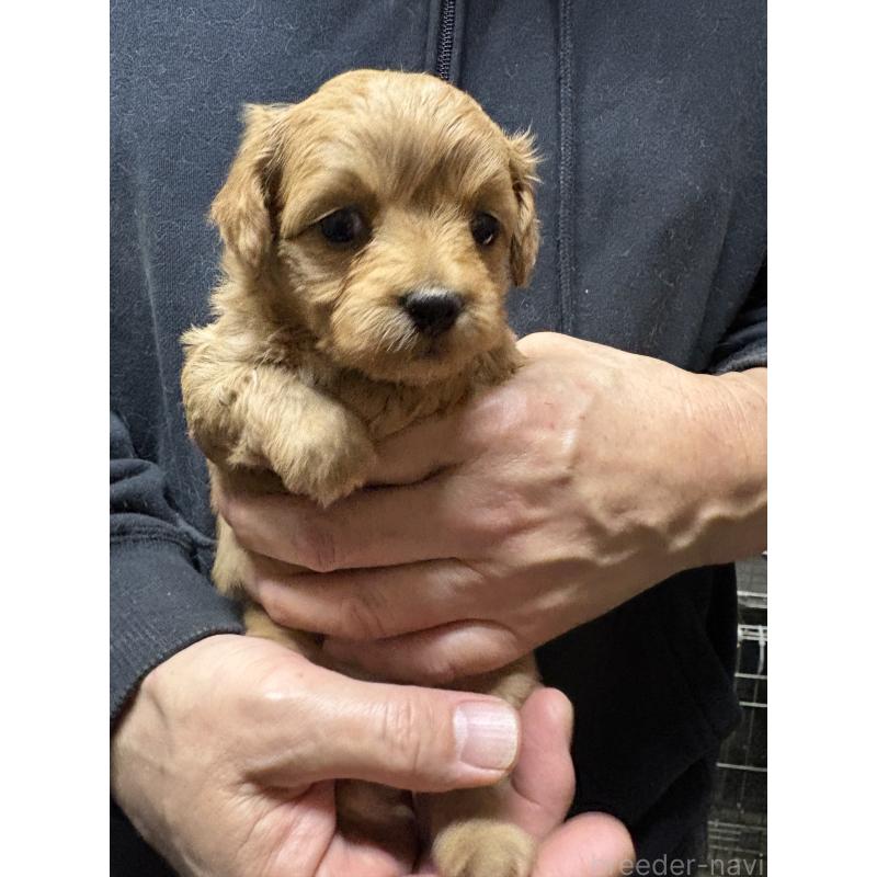 販売中の兵庫県のミックス犬-450679の3枚目