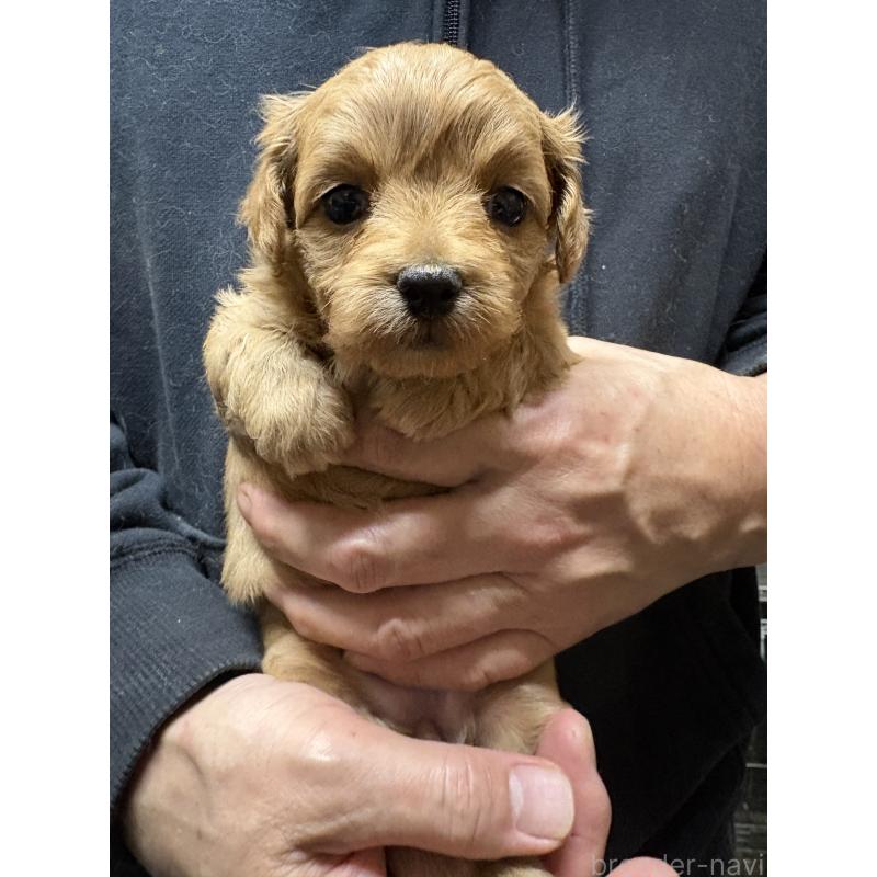 販売中の兵庫県のミックス犬-450679の2枚目