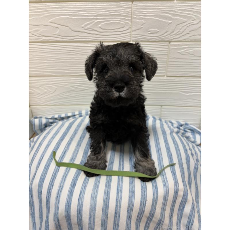 販売中の愛知県のミニチュアシュナウザー-442840