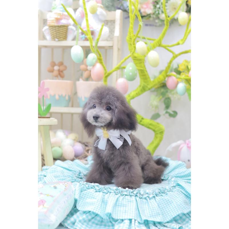 販売中の広島県のトイプードル-450681の2枚目