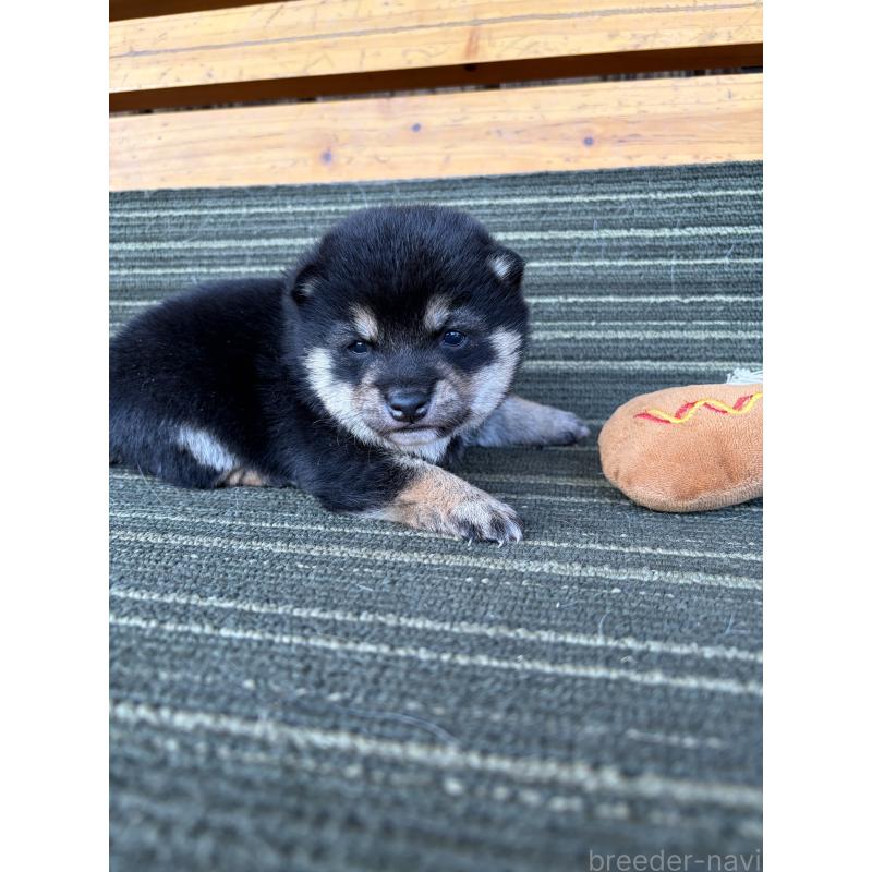 販売中の岡山県の豆柴-450493の7枚目