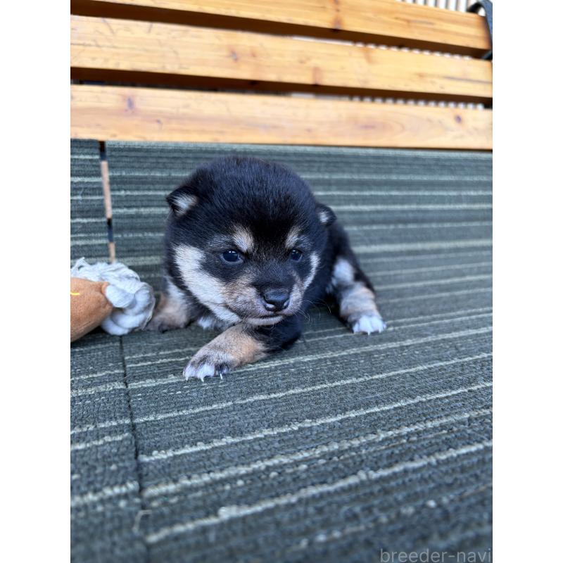 販売中の岡山県の豆柴-450493の6枚目