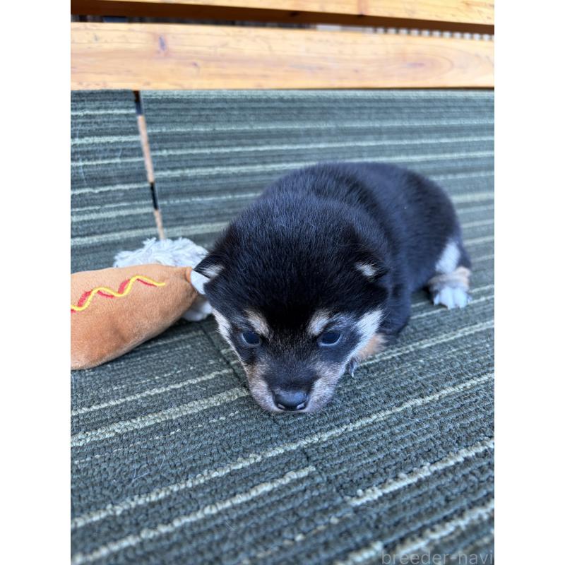 販売中の岡山県の豆柴-450493の5枚目