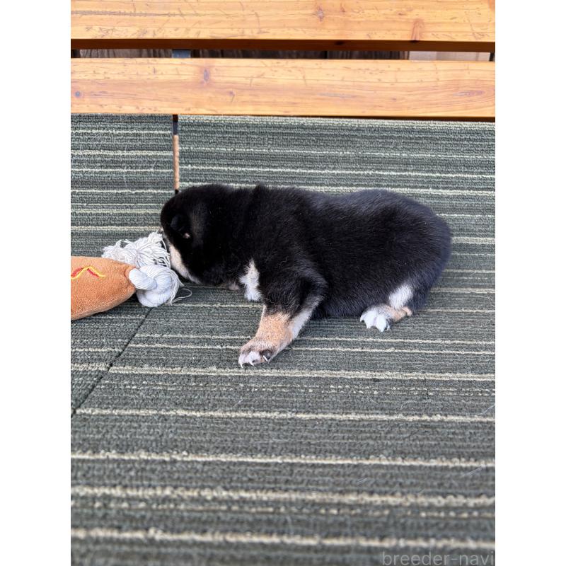 販売中の岡山県の豆柴-450493の4枚目