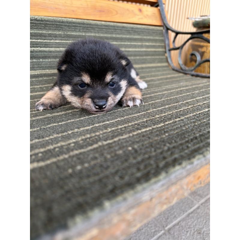 販売中の岡山県の豆柴-450493の3枚目