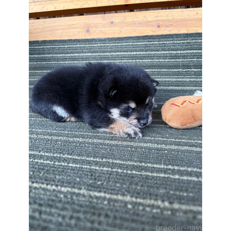 販売中の岡山県の豆柴-450493の2枚目