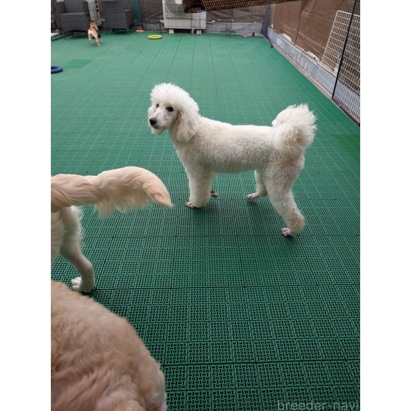 販売中の岡山県のミディアムプードル-450494の5枚目