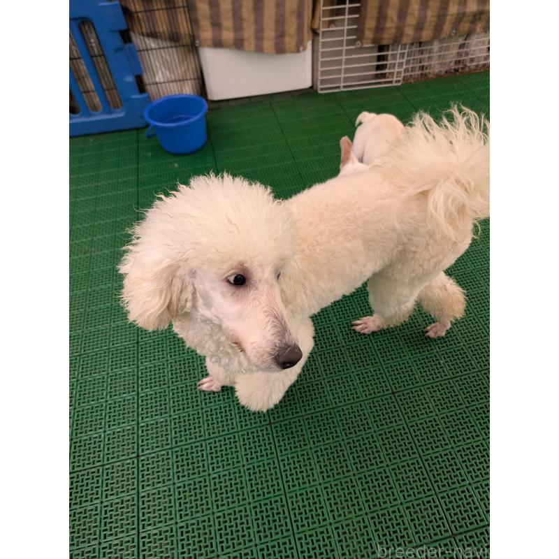 販売中の岡山県のミディアムプードル-450494の3枚目