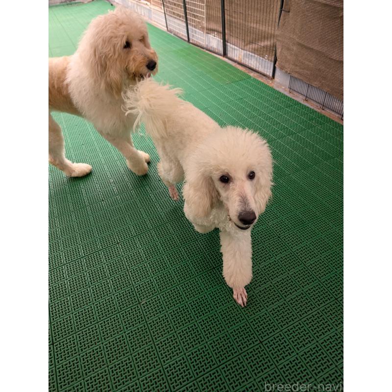 販売中の岡山県のミディアムプードル-450494の2枚目