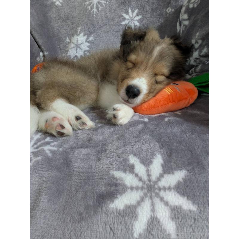 販売中の兵庫県のシェットランドシープドッグ(シェルティ)-450495の6枚目