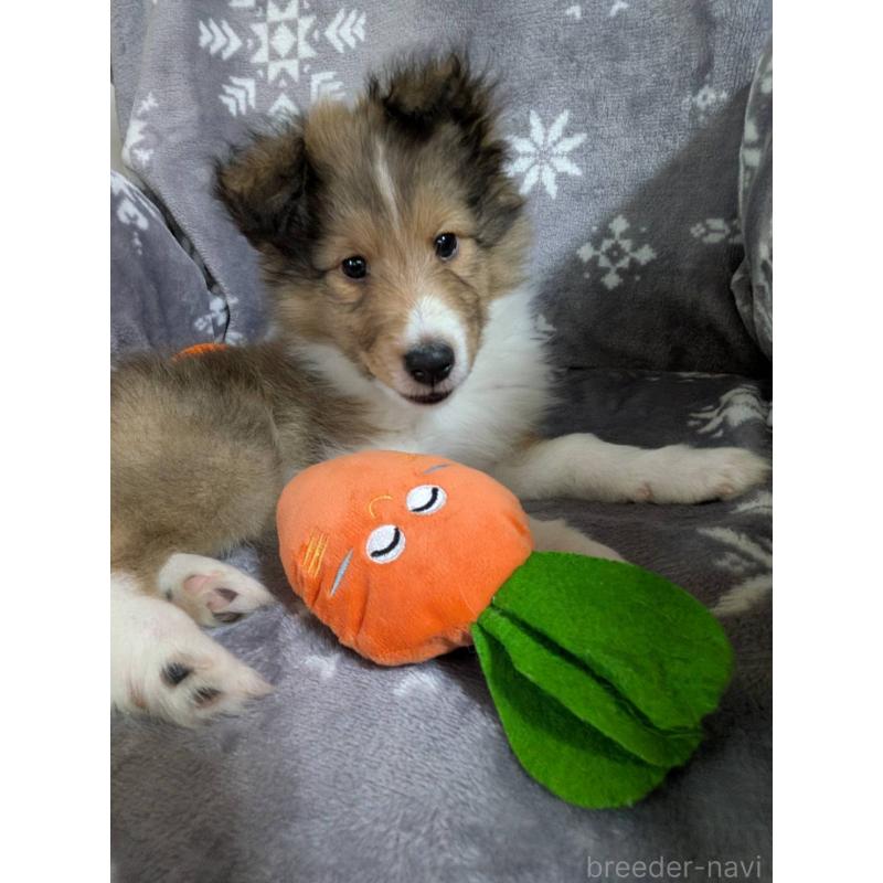 販売中の兵庫県のシェットランドシープドッグ(シェルティ)-450495の5枚目