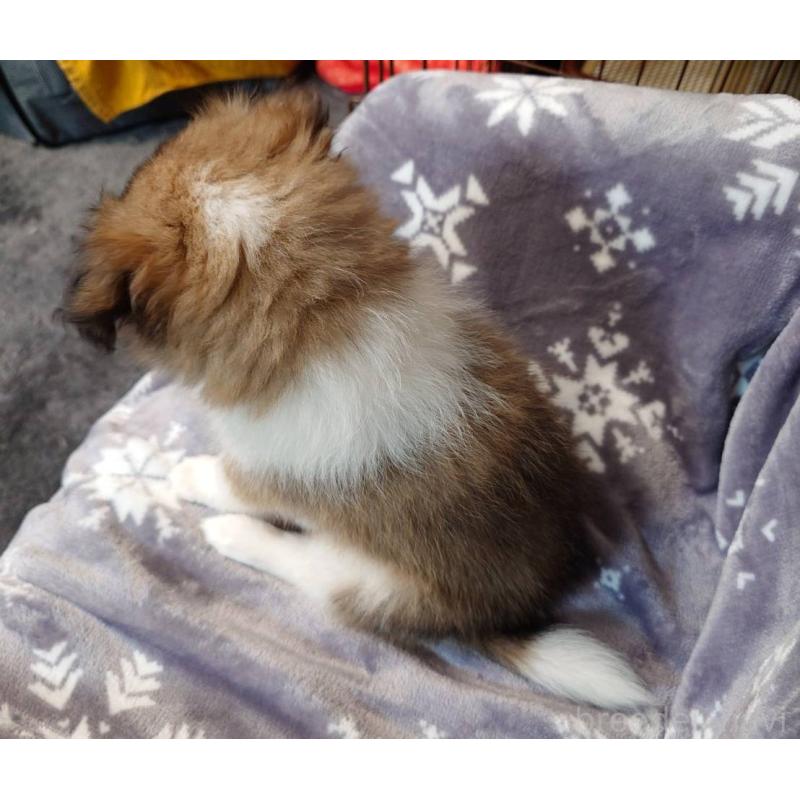 販売中の兵庫県のシェットランドシープドッグ(シェルティ)-450495の4枚目