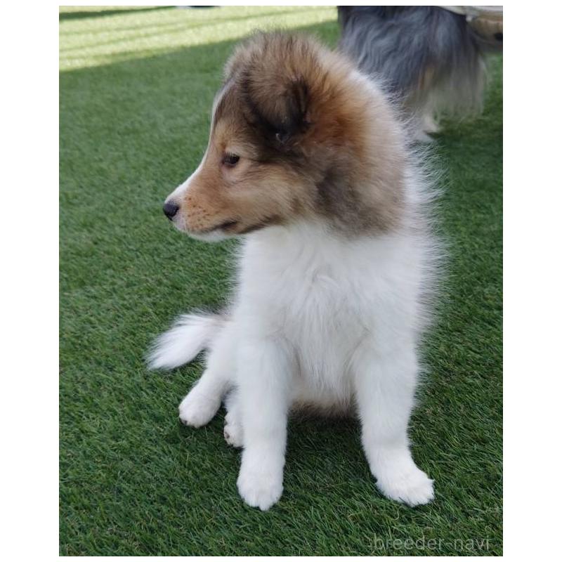 販売中の兵庫県のシェットランドシープドッグ(シェルティ)-450495の3枚目