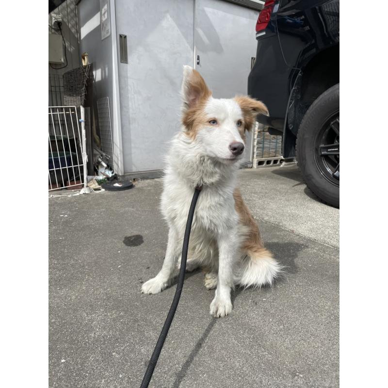 販売中の東京都のボーダーコリー-450496の5枚目