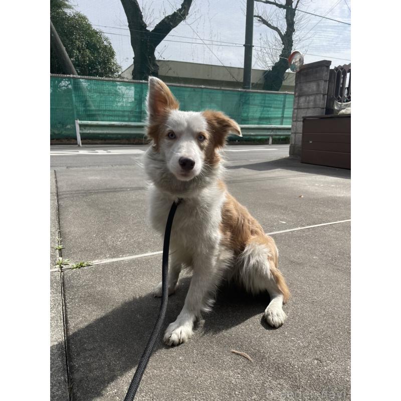 販売中の東京都のボーダーコリー-450496の4枚目