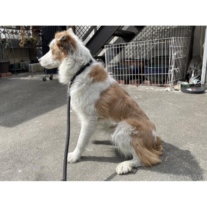 販売中の東京都のボーダーコリー-450496の3枚目