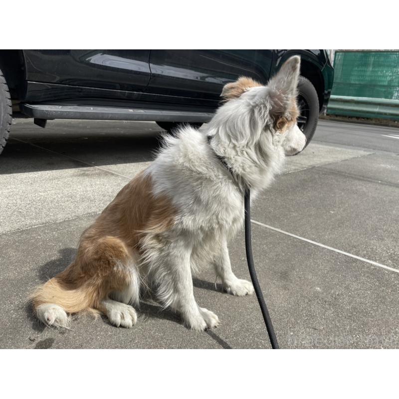 販売中の東京都のボーダーコリー-450496の2枚目