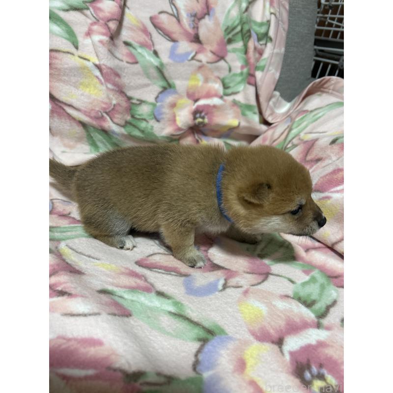 販売中の島根県の豆柴-450505の2枚目