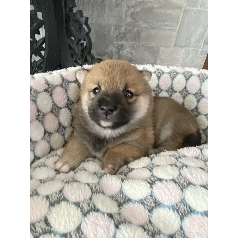 販売中の茨城県の豆柴-450507の8枚目