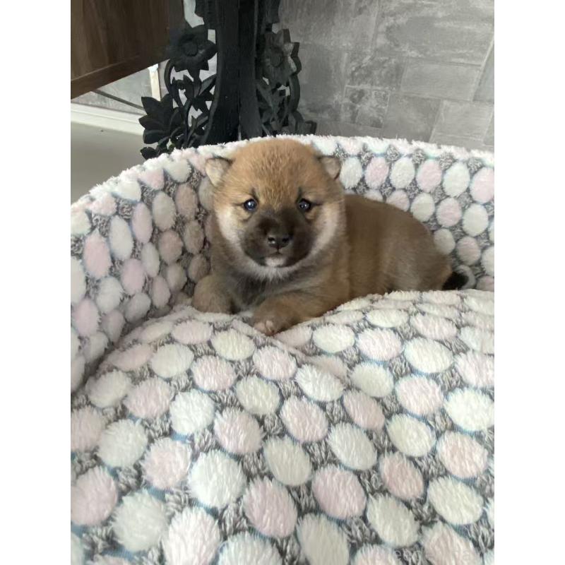 販売中の茨城県の豆柴-450507の5枚目