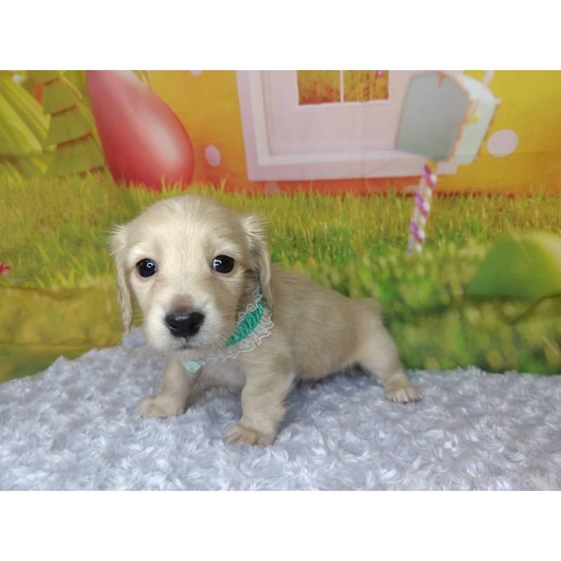 販売中の神奈川県のミニチュアダックスフンド(ロングヘアード)-446620