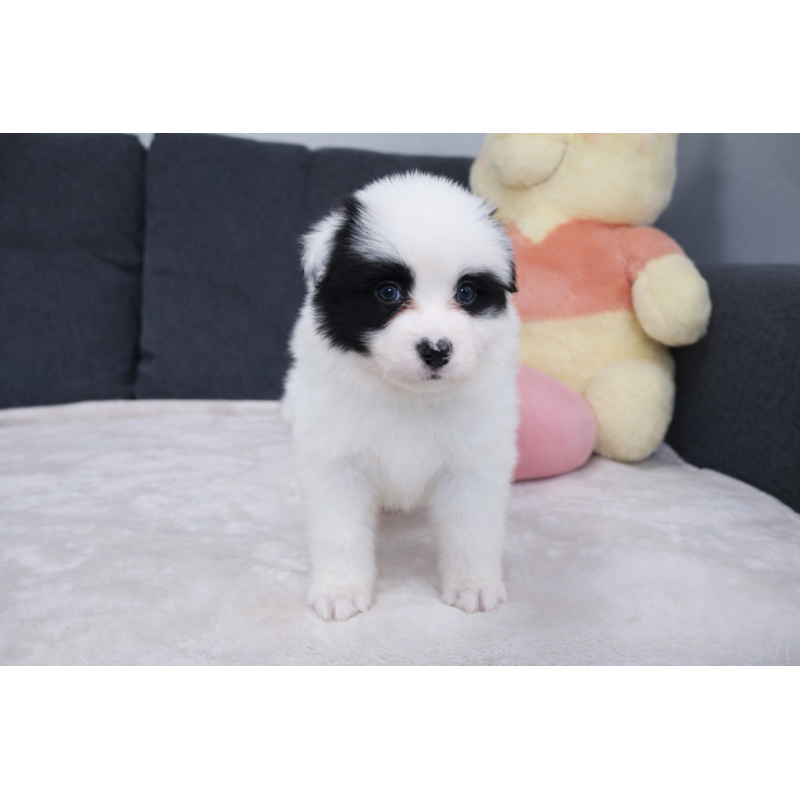 販売中の栃木県のボーダーコリー-450508の7枚目