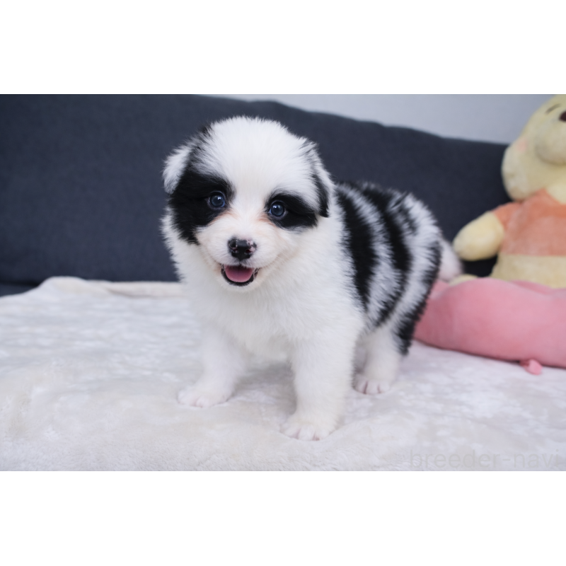 販売中の栃木県のボーダーコリー-450508の5枚目