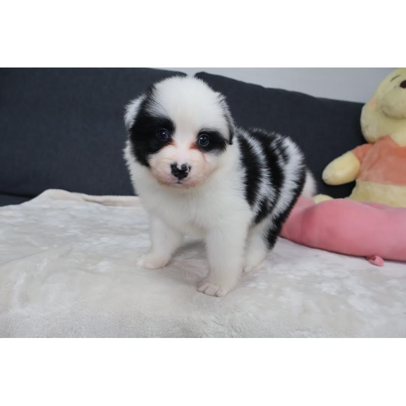 販売中の栃木県のボーダーコリー-450508の3枚目