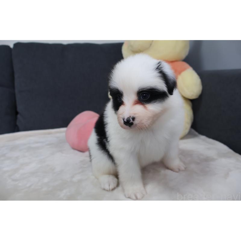 販売中の栃木県のボーダーコリー-450508の2枚目