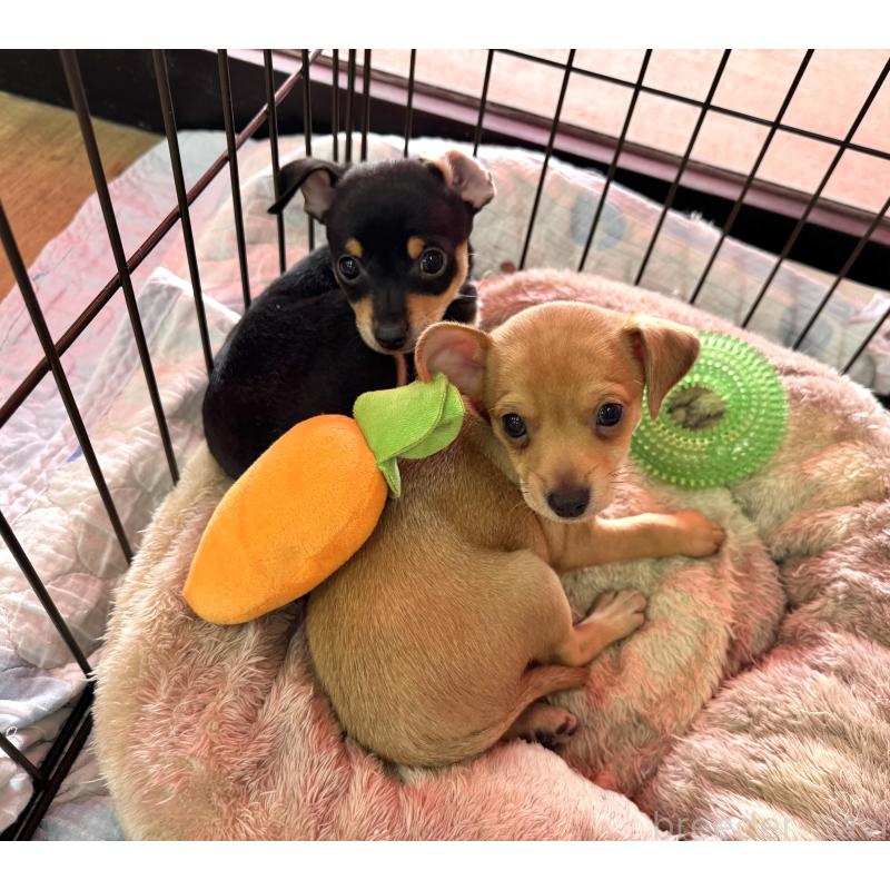 販売中の愛知県のミックス犬-440837の2枚目