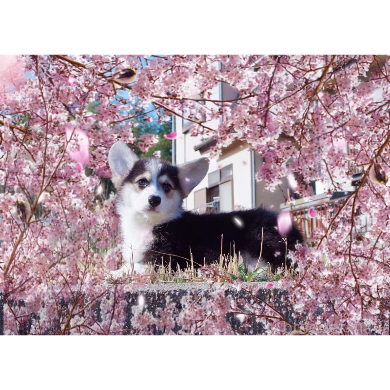 販売中の千葉県のウェルシュコーギーペンブローク-441310の4枚目