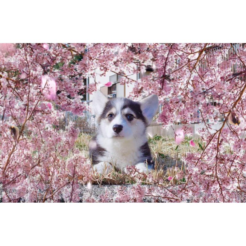 販売中の千葉県のウェルシュコーギーペンブローク-441310の3枚目