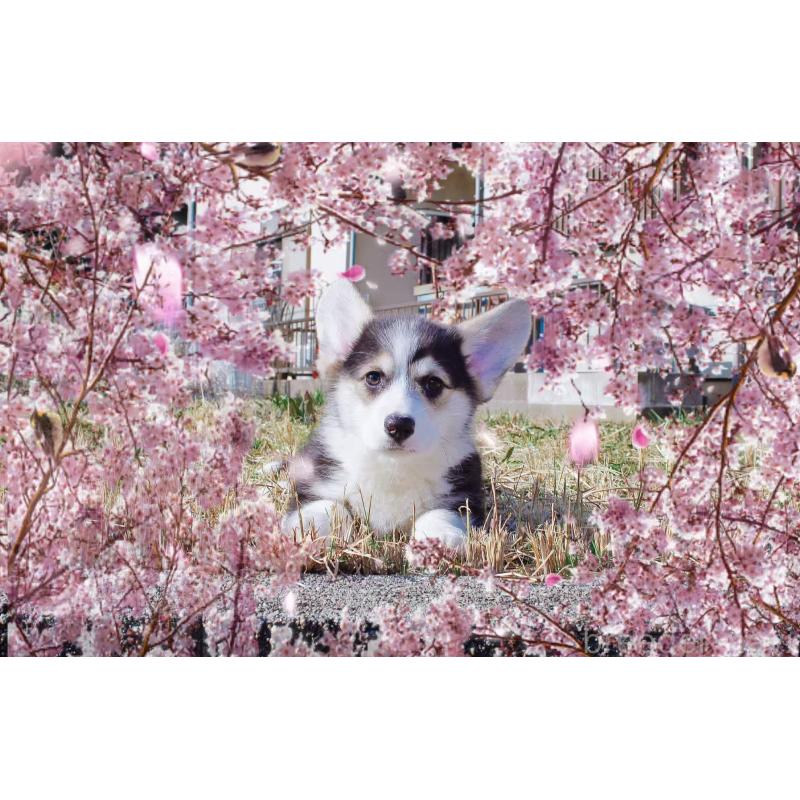 販売中の千葉県のウェルシュコーギーペンブローク-441310の2枚目