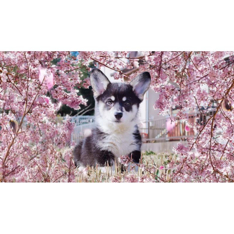 販売中の千葉県のウェルシュコーギーペンブローク-441319の3枚目