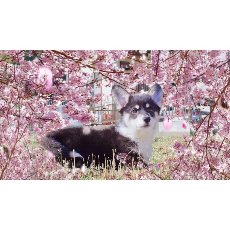 販売中の千葉県のウェルシュコーギーペンブローク-441319の2枚目