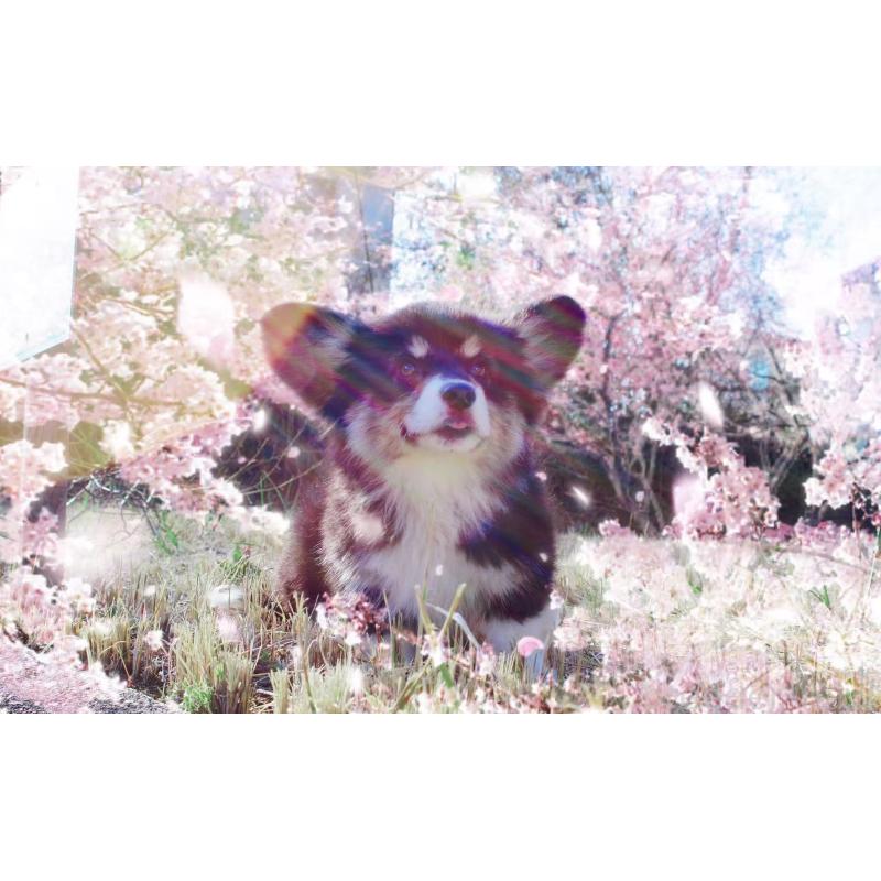 販売中の千葉県のウェルシュコーギーペンブローク-441308の3枚目