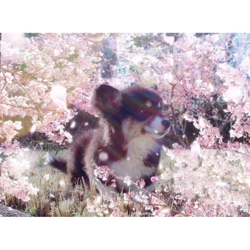 販売中の千葉県のウェルシュコーギーペンブローク-441308の2枚目