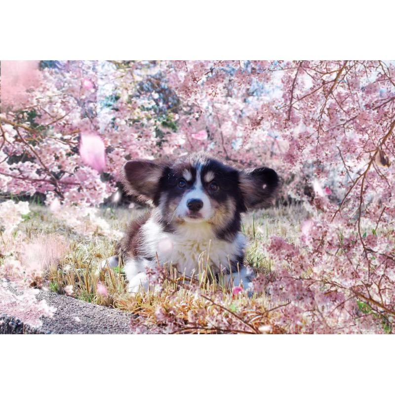 販売中の千葉県のウェルシュコーギーペンブローク-441313の2枚目