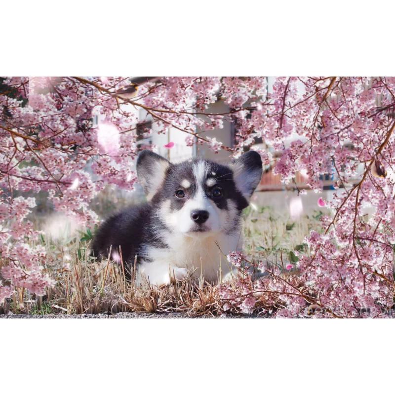 販売中の千葉県のウェルシュコーギーペンブローク-441314の3枚目