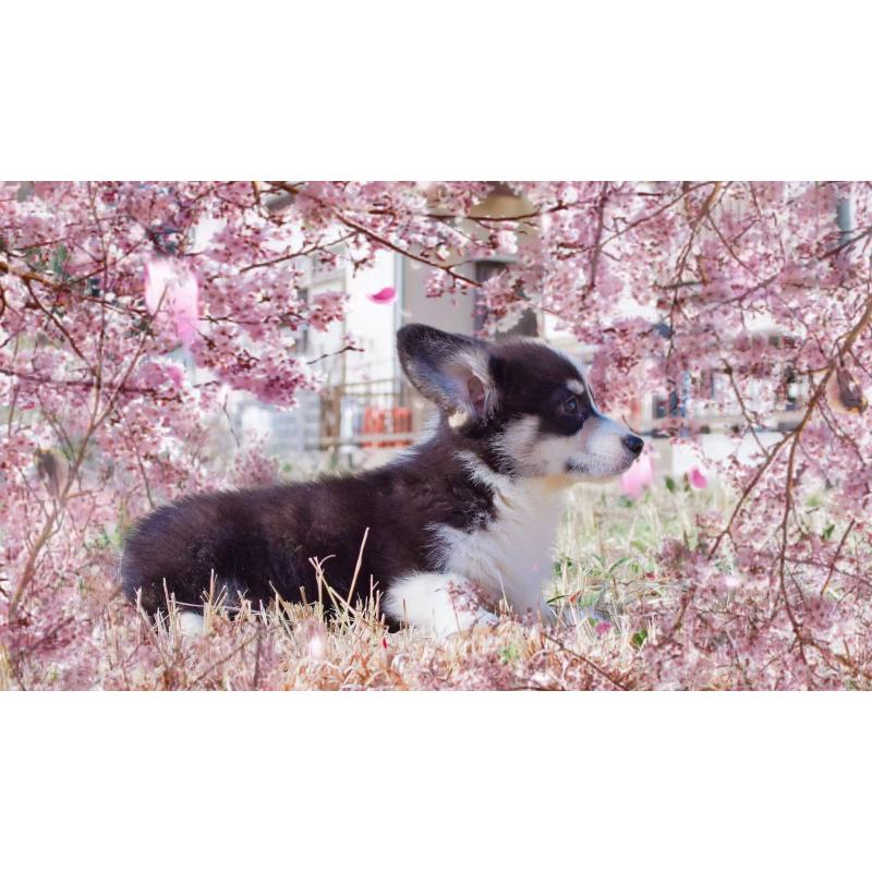 販売中の千葉県のウェルシュコーギーペンブローク-441314の2枚目