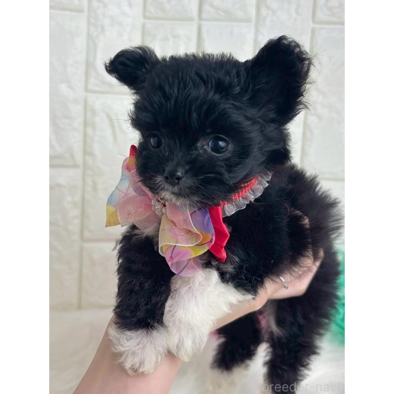 販売中の福岡県のチワプー:チワワ×トイプードル-450706の4枚目