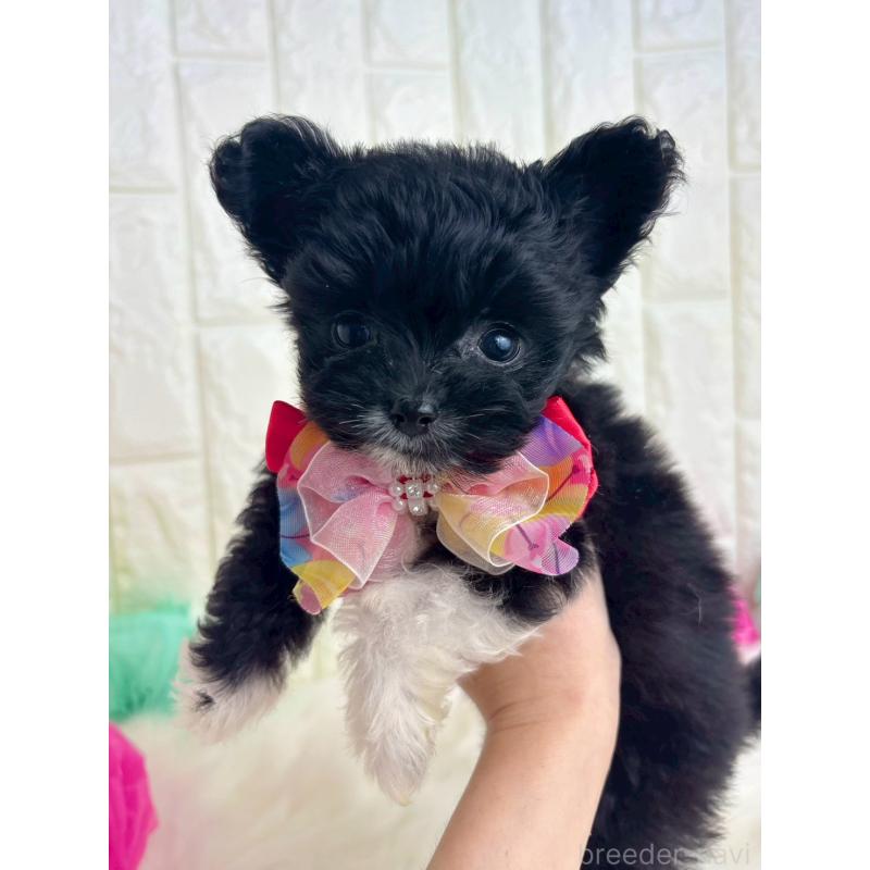 販売中の福岡県のチワプー:チワワ×トイプードル-450706の3枚目