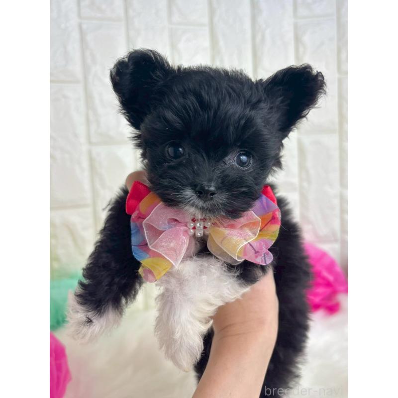 販売中の福岡県のチワプー:チワワ×トイプードル-450706の2枚目