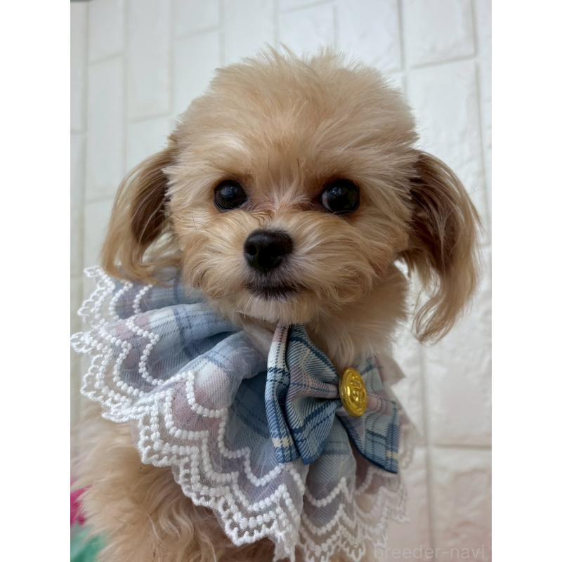 販売中の福岡県のチワプー:チワワ×トイプードル-450708の4枚目