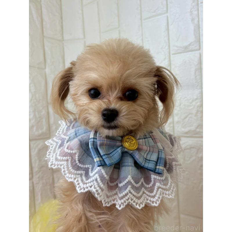 販売中の福岡県のチワプー:チワワ×トイプードル-450708の3枚目