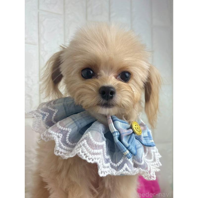 販売中の福岡県のチワプー:チワワ×トイプードル-450708の2枚目