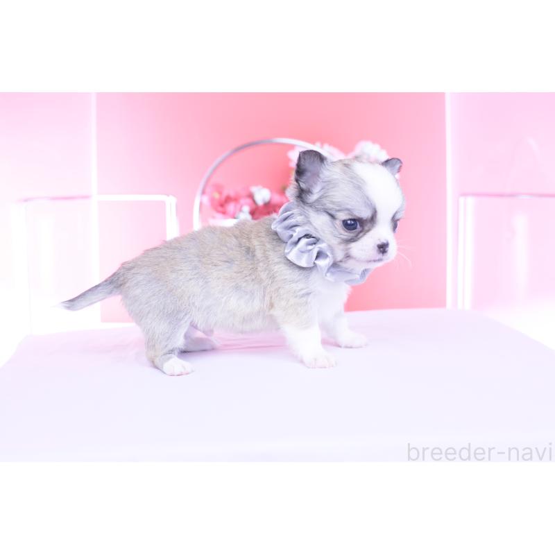 販売中の愛知県のチワワ(ロングコート)-450709の11枚目