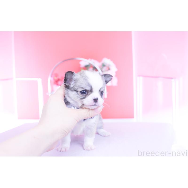 販売中の愛知県のチワワ(ロングコート)-450709の10枚目